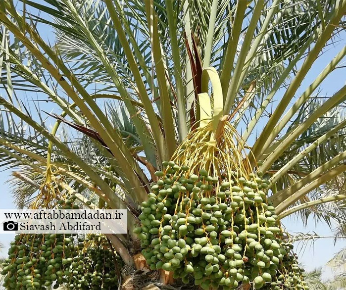 بوشهر - سیاوش عبدی فرد