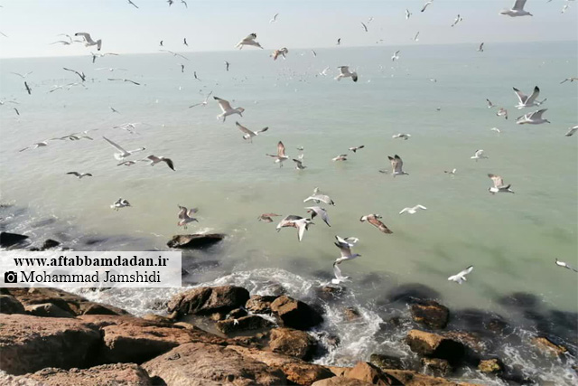 محمد جمشیدی - عکس مرغان دریایی بوشهر