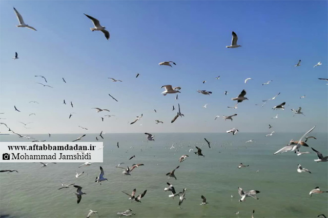 محمد جمشیدی - عکس مرغان دریایی بوشهر